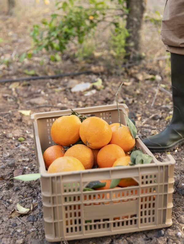 Naranjas de mesa