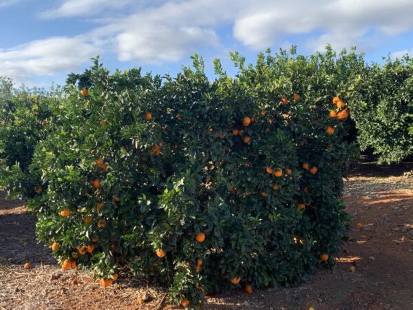 Naranjas de mesa - Imagen 2