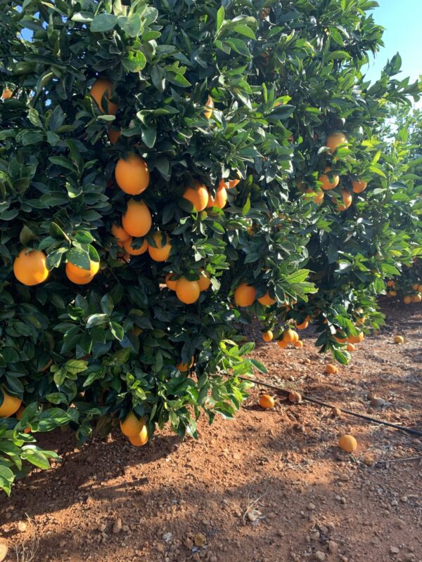 Naranjas de Zumo - Imagen 4