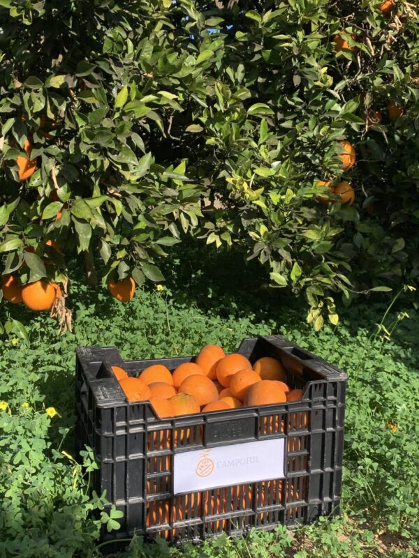 Naranjas de Zumo